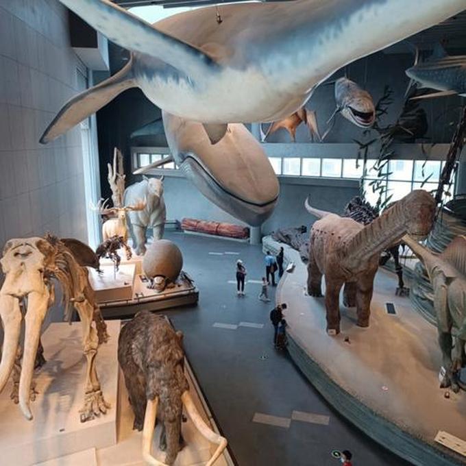 上海自然博物馆,上海自然博物馆简介上海自然博物馆怎么玩